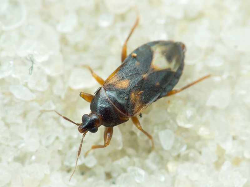 Lyctocoris dirnidiatus (Spinola, 1837)